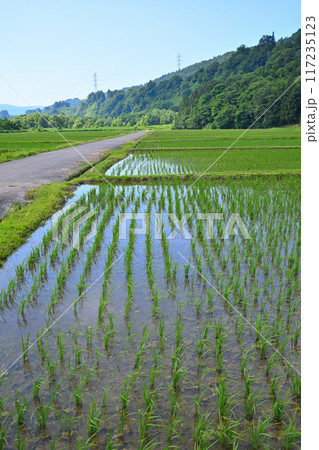 米どころ　里地の田圃　初夏の田園風景　新潟県十日町市 117235123