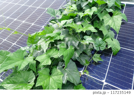 太陽光パネルの上に生い茂った雑草のアップ 117235149