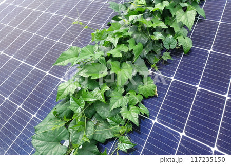 太陽光パネルの上に生い茂った雑草のアップ 117235150