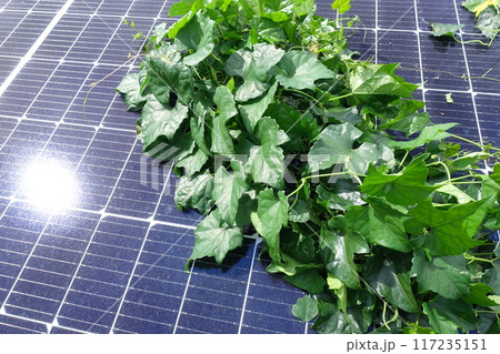 太陽光パネルの上に生い茂った雑草のアップ 太陽光パネルの上に生い茂った雑草のアップ 117235151
