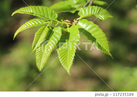 初夏に鮮やかな黄緑色になってきた、クリの若葉 初夏に鮮やかな黄緑色になってきた、クリの若葉 117235189