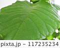 ウンベラータの葉脈 117235234