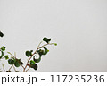 ベンジャミンバロック 117235236
