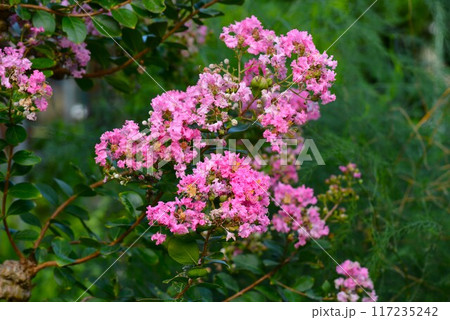 百日紅（ひゃくじつこう）サルスベリ 117235242