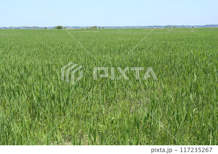 初夏に大きくなってきた、茅場のヨシ 117235267