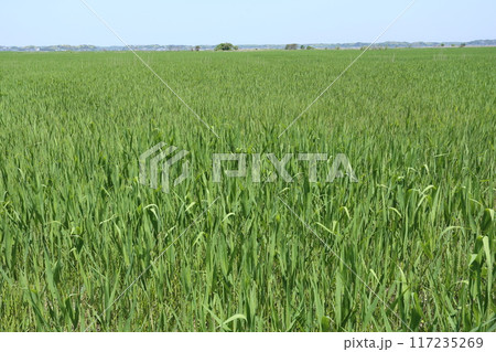 初夏に大きくなってきた、茅場のヨシ 117235269