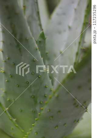 キオウニシキのトゲ 117235296