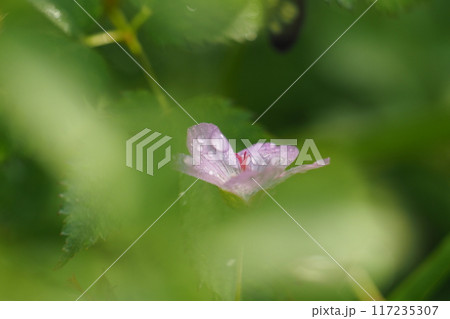 ハクサンフウロの花 ハクサンフウロの花 117235307