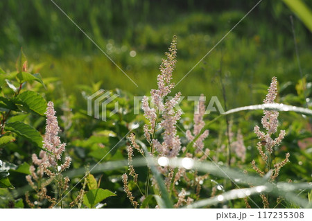チダケサシの花 チダケサシの花 117235308