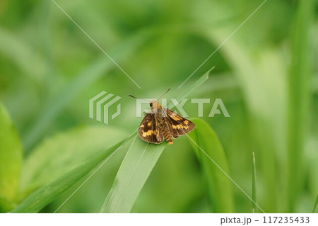 キマダラセセリ キマダラセセリ 117235433