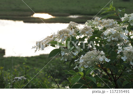 八島湿原のノリウツギの花と池 117235491