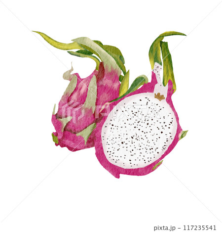 dragon fruit watercolor pictures on paper 117235541