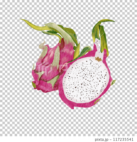 dragon fruit watercolor pictures on paper 117235541