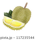 durian watercolor pictures on paper 117235544