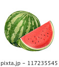 watermelon watercolor pictures on paper 117235545