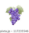 grape watercolor pictures on paper 117235546