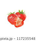 strawberry watercolor pictures on paper 117235548