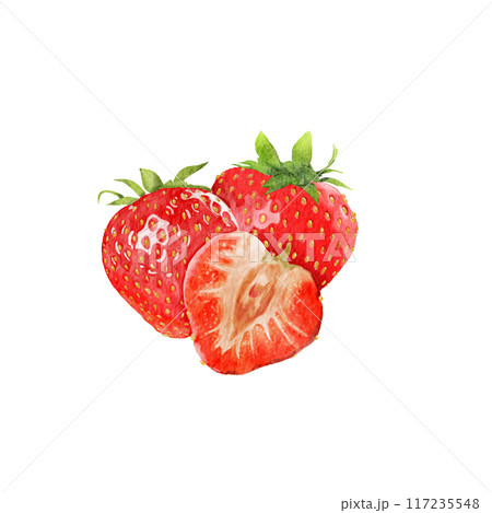 strawberry watercolor pictures on paper 117235548
