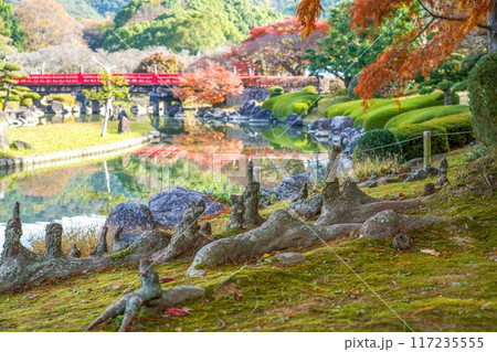 特徴的な木の根と鮮やかな朱色の橋のコラボ情景 117235555