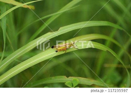 草原のバッタ 草原のバッタ 117235597