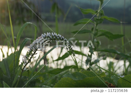 八島湿原に咲くオカトラノオの花 117235636
