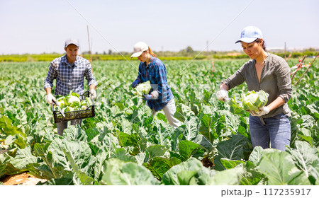 Positive asian woman picking harvest of cauliflower cabbage on field Positive asian woman picking harvest of cauliflower cabbage on field 117235917