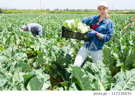 Portrait of woman gardener with crate full of cauliflowers Portrait of woman gardener with crate full of cauliflowers 117236035