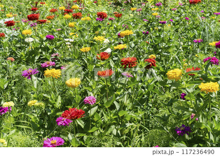 ジニアの花 117236490
