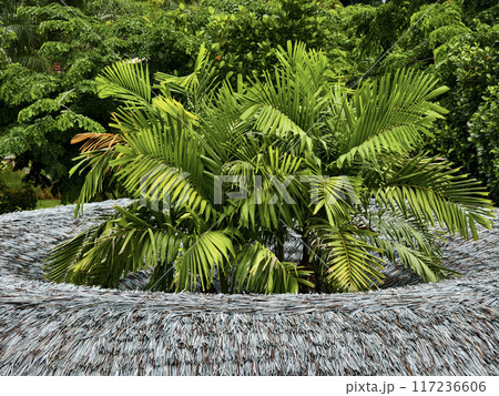 Colorful background of a large decoration palm roof Colorful background of a large decoration palm roof 117236606