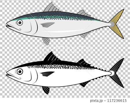 從側面看鯖魚 從側面看鯖魚 117236615
