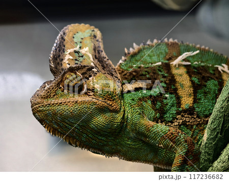 A detailed view of a chameleon in a natural habitat A detailed view of a chameleon in a natural habitat 117236682