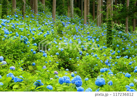 岩手県一関市舞川原沢 紫陽花の名所みちのくあじさい園 杉林の木々の間を埋める青いヒメアジサイの群生 岩手県一関市舞川原沢 紫陽花の名所みちのくあじさい園 杉林の木々の間を埋める青いヒメアジサイの群生 117236812