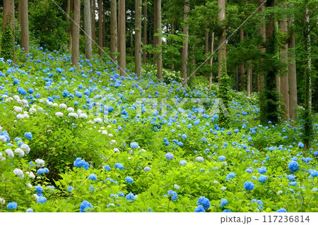 岩手県一関市舞川原沢　紫陽花の名所みちのくあじさい園　杉林の木々の間を埋める青いヒメアジサイの群生 117236814