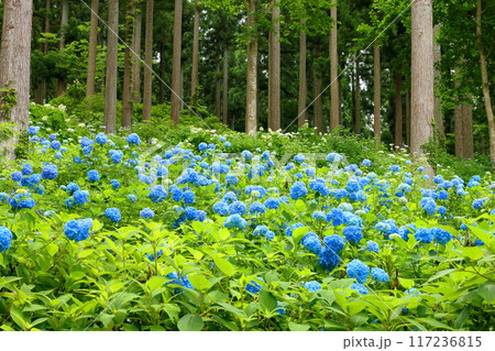 岩手県一関市舞川原沢　紫陽花の名所みちのくあじさい園　杉林の木々の間を埋める青いヒメアジサイの群生 117236815