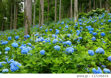 岩手県一関市舞川原沢 紫陽花の名所みちのくあじさい園 杉林の木々の間を埋める青いヒメアジサイの群生 岩手県一関市舞川原沢 紫陽花の名所みちのくあじさい園 杉林の木々の間を埋める青いヒメアジサイの群生 117236819