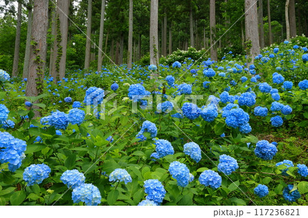 岩手県一関市舞川原沢 紫陽花の名所みちのくあじさい園 杉林の木々の間を埋める青いヒメアジサイの群生 岩手県一関市舞川原沢 紫陽花の名所みちのくあじさい園 杉林の木々の間を埋める青いヒメアジサイの群生 117236821