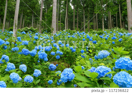岩手県一関市舞川原沢　紫陽花の名所みちのくあじさい園　杉林の木々の間を埋める青いヒメアジサイの群生 117236822