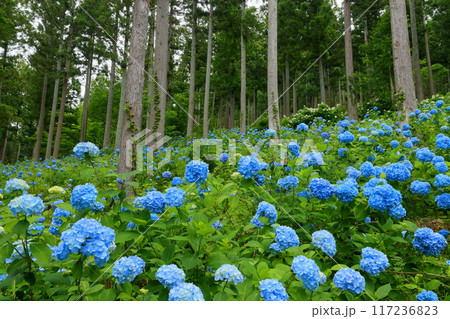 岩手県一関市舞川原沢 紫陽花の名所みちのくあじさい園 杉林の木々の間を埋める青いヒメアジサイの群生 岩手県一関市舞川原沢 紫陽花の名所みちのくあじさい園 杉林の木々の間を埋める青いヒメアジサイの群生 117236823