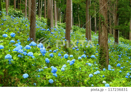 岩手県一関市舞川原沢 紫陽花の名所みちのくあじさい園 杉林の木々の間を埋める青いヒメアジサイの群生 岩手県一関市舞川原沢 紫陽花の名所みちのくあじさい園 杉林の木々の間を埋める青いヒメアジサイの群生 117236831