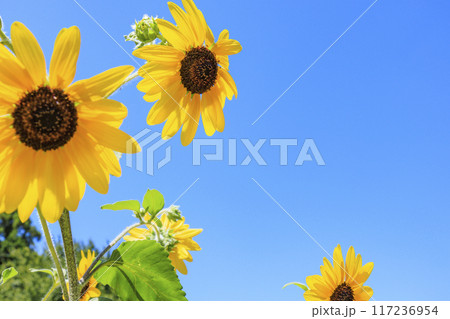 馬見丘陵公園　満開のひまわりと夏の花々 117236954