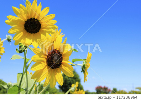 馬見丘陵公園　満開のひまわりと夏の花々 117236964