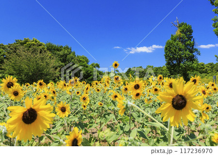 馬見丘陵公園　満開のひまわりと夏の花々 117236970