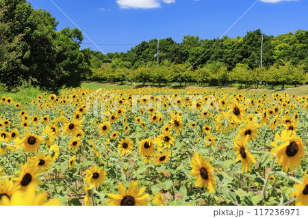 馬見丘陵公園 満開のひまわりと夏の花々 馬見丘陵公園 満開のひまわりと夏の花々 117236971