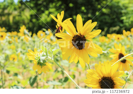 馬見丘陵公園　満開のひまわりと夏の花々 117236972