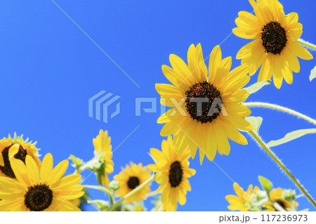 馬見丘陵公園　満開のひまわりと夏の花々 117236973