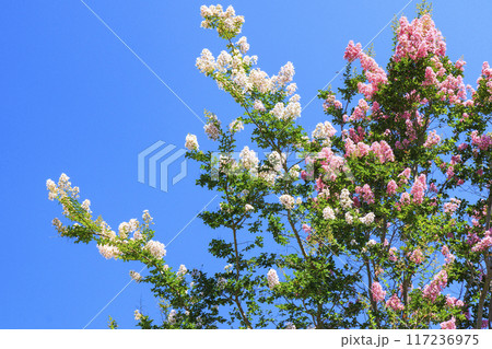 馬見丘陵公園 満開のひまわりと夏の花々 馬見丘陵公園 満開のひまわりと夏の花々 117236975