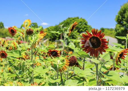 馬見丘陵公園 満開のひまわりと夏の花々 馬見丘陵公園 満開のひまわりと夏の花々 117236979