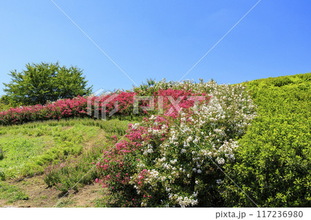 馬見丘陵公園　満開のひまわりと夏の花々 117236980