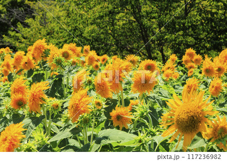 馬見丘陵公園 満開のひまわりと夏の花々 馬見丘陵公園 満開のひまわりと夏の花々 117236982