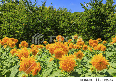 馬見丘陵公園　満開のひまわりと夏の花々 117236983